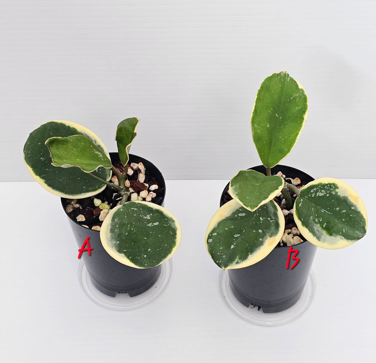 Hoya obovata Albomarginata (Amelia)