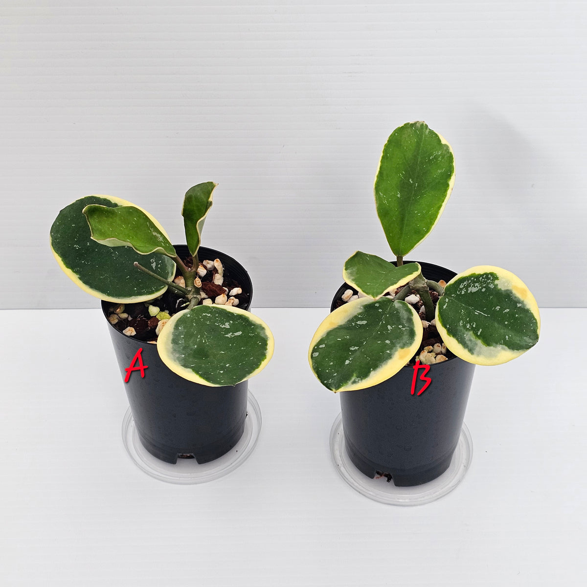 Hoya obovata Albomarginata (Amelia)