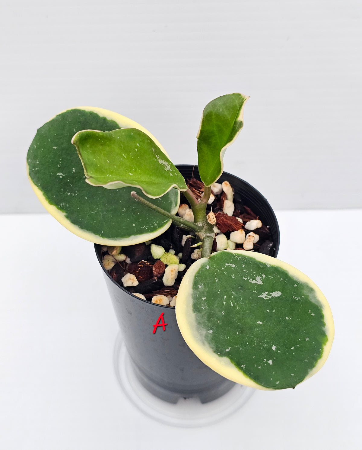 Hoya obovata Albomarginata (Amelia)