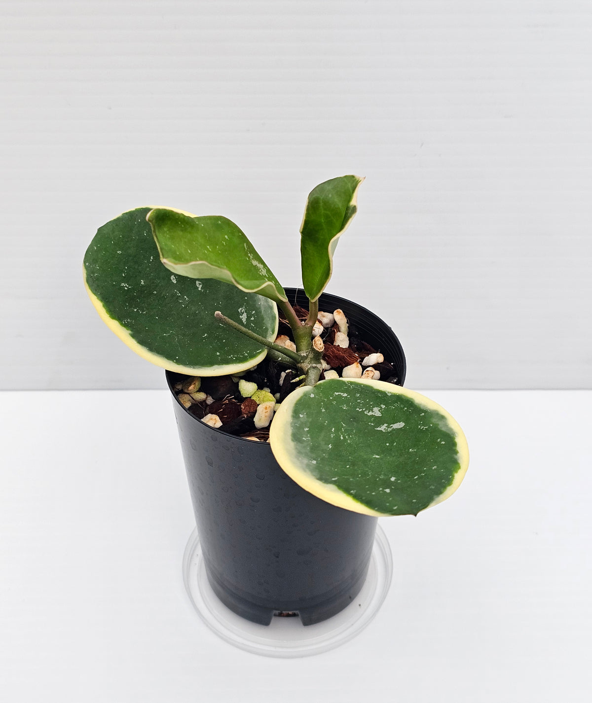Hoya obovata Albomarginata (Amelia)