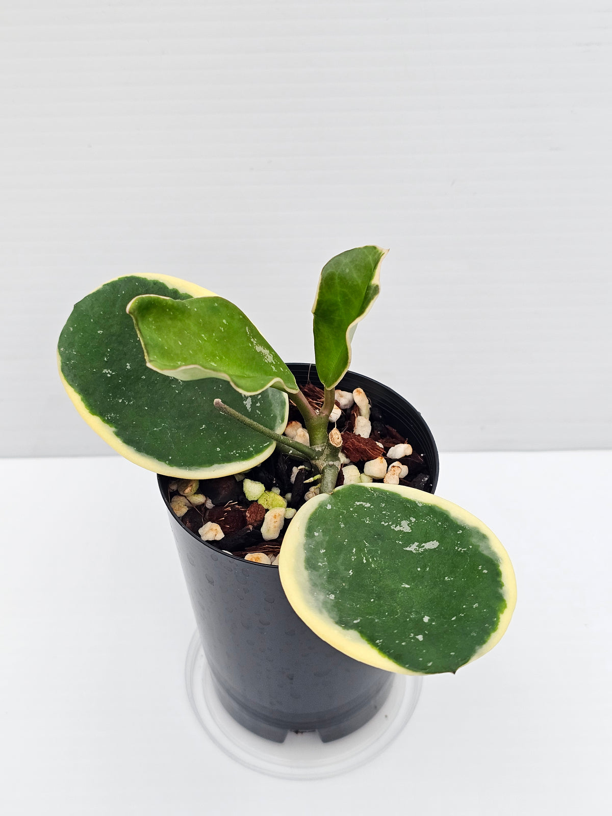 Hoya obovata Albomarginata (Amelia)