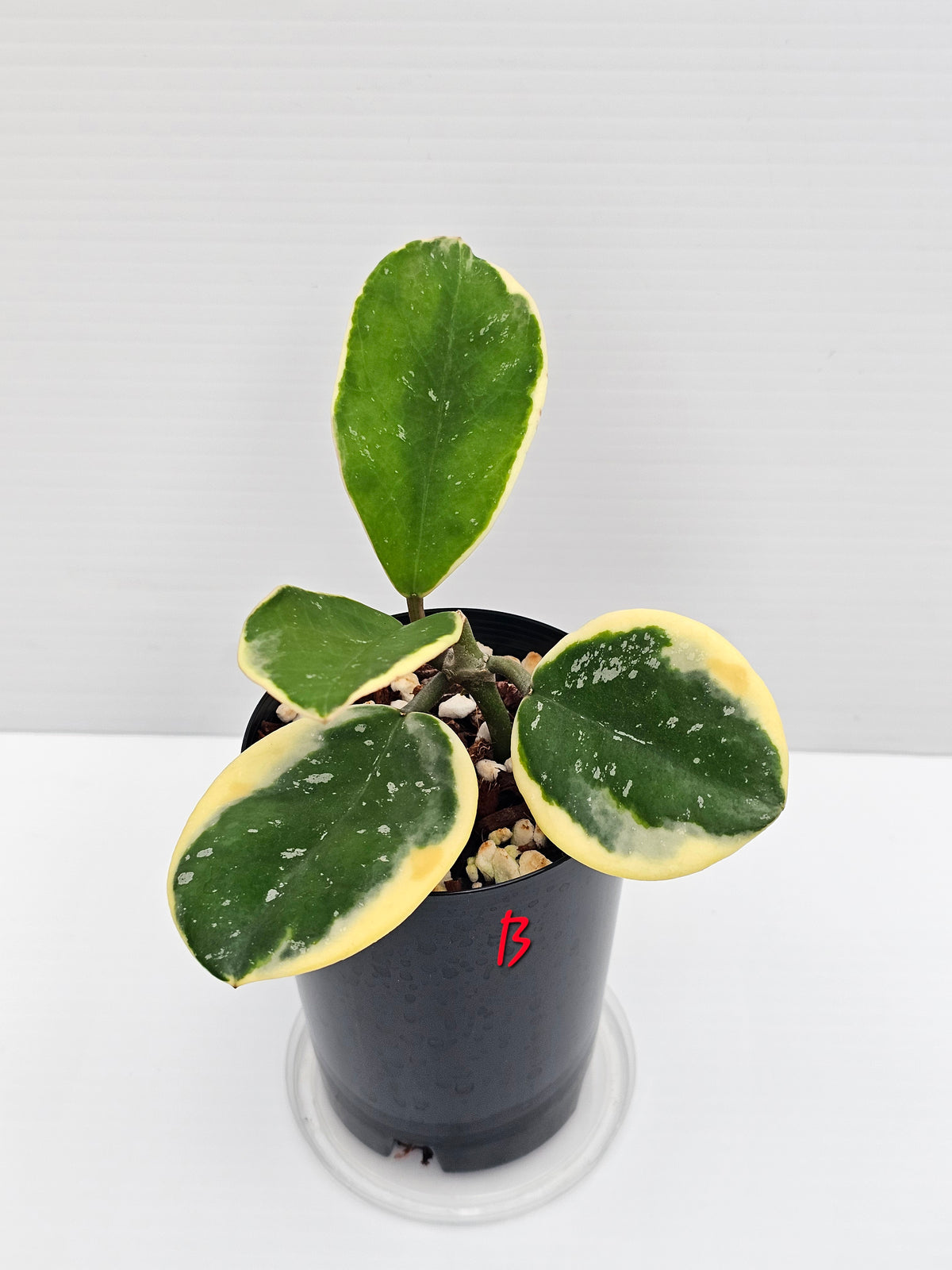 Hoya obovata Albomarginata (Amelia)