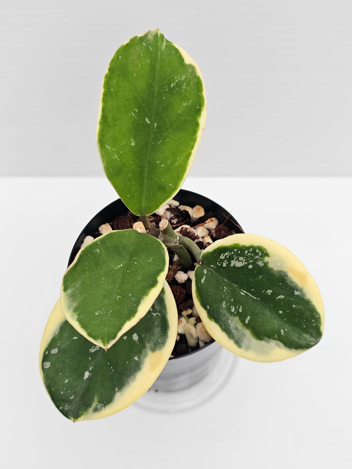 Hoya obovata Albomarginata (Amelia)