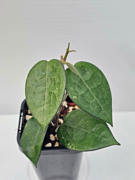 Hoya verticillata 'Black Margin'