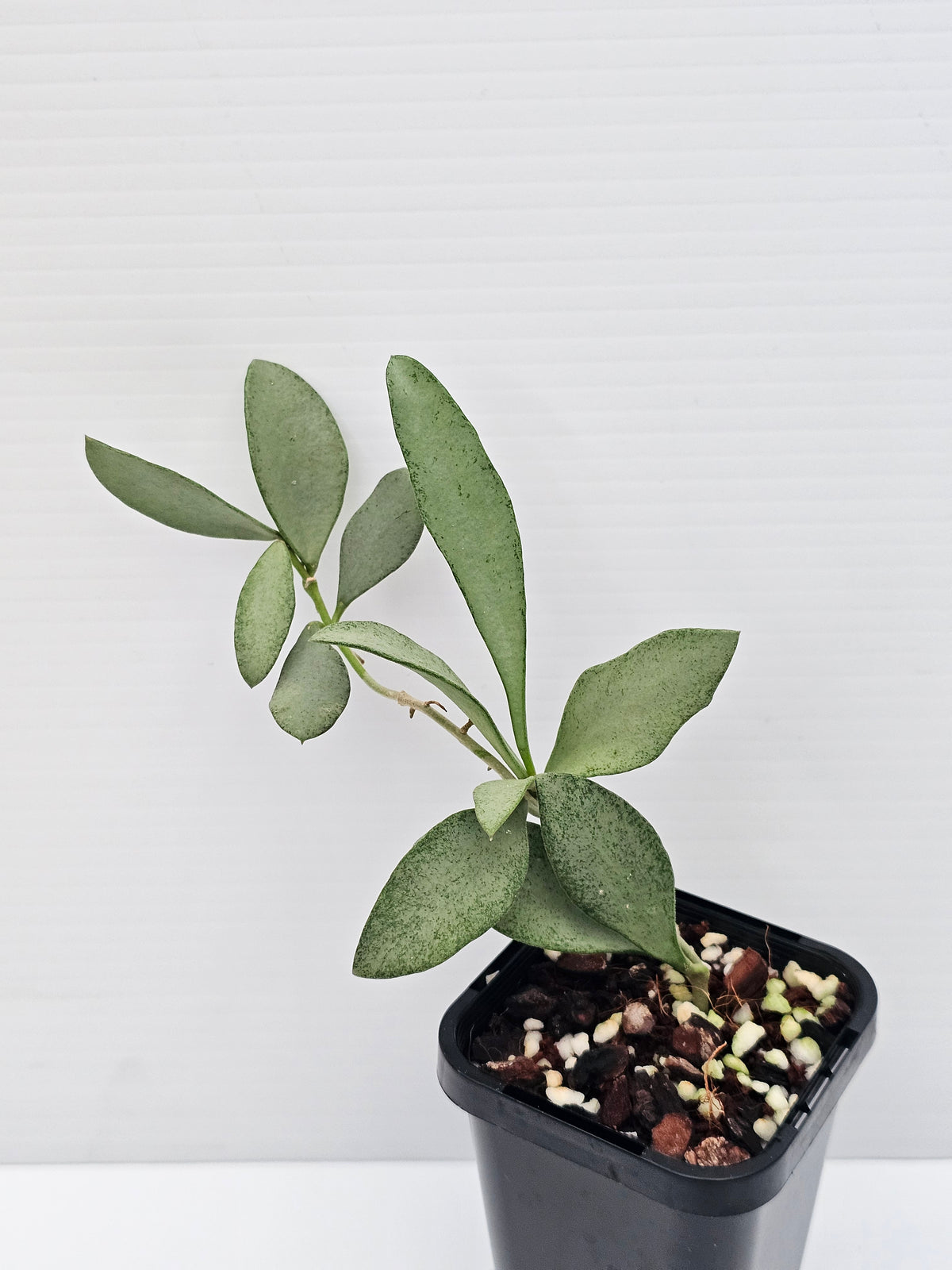 Hoya nummularioides 'Silver'