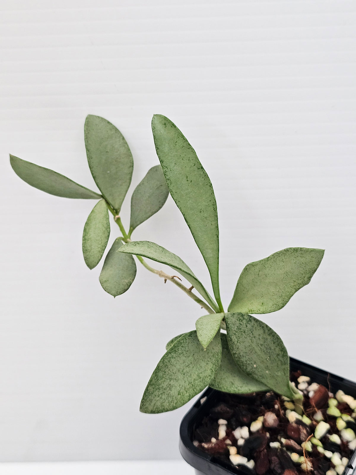 Hoya nummularioides 'Silver'