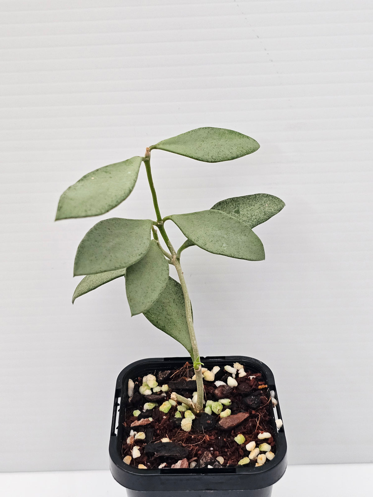 Hoya nummularioides 'Silver'