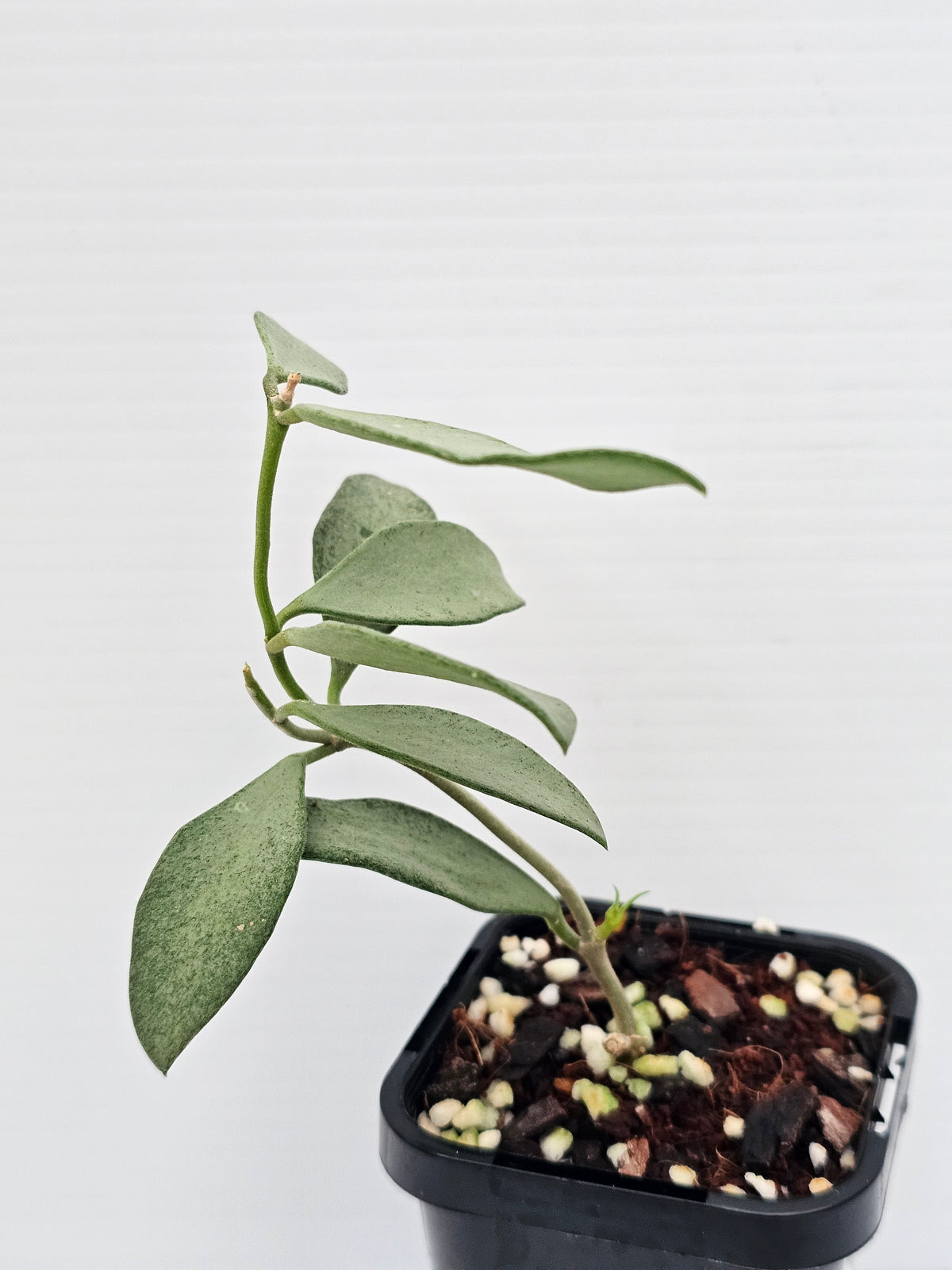 Hoya nummularioides 'Silver'