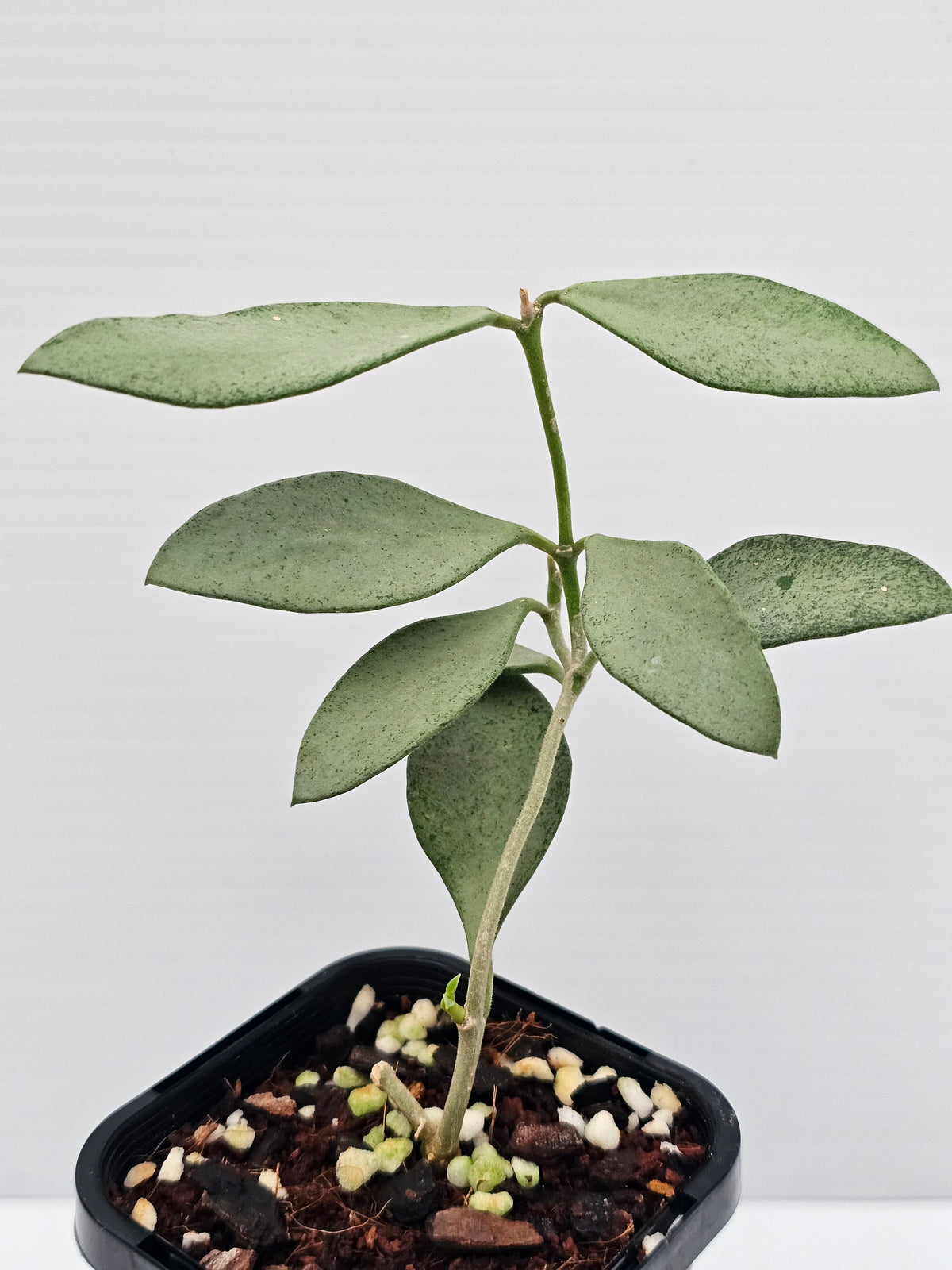 Hoya nummularioides 'Silver'