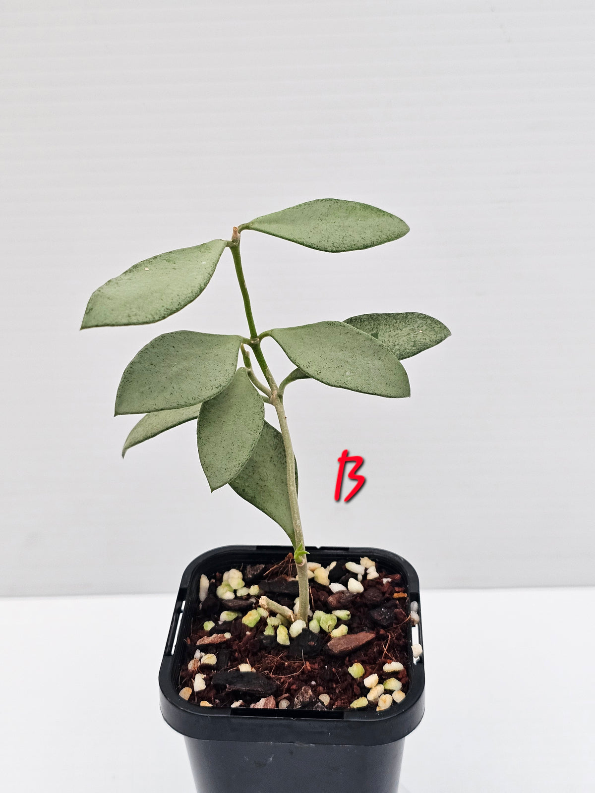 Hoya nummularioides 'Silver'