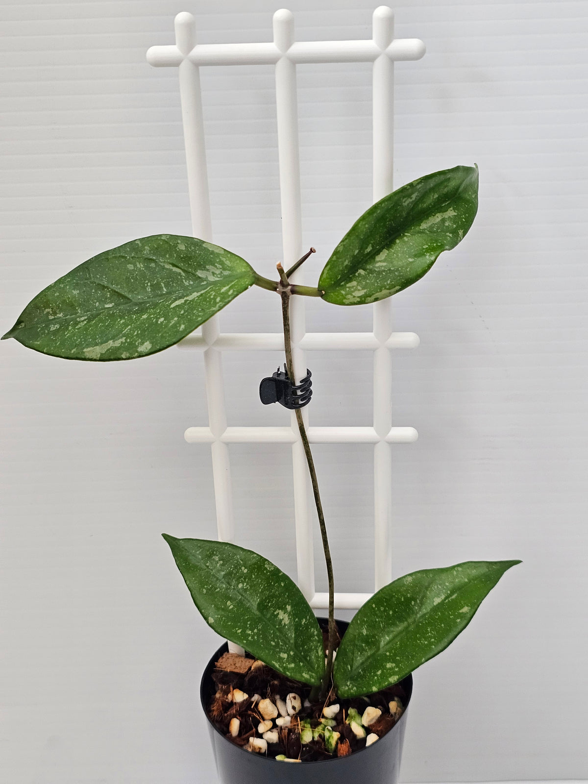 Hoya lai chau 'Splash'