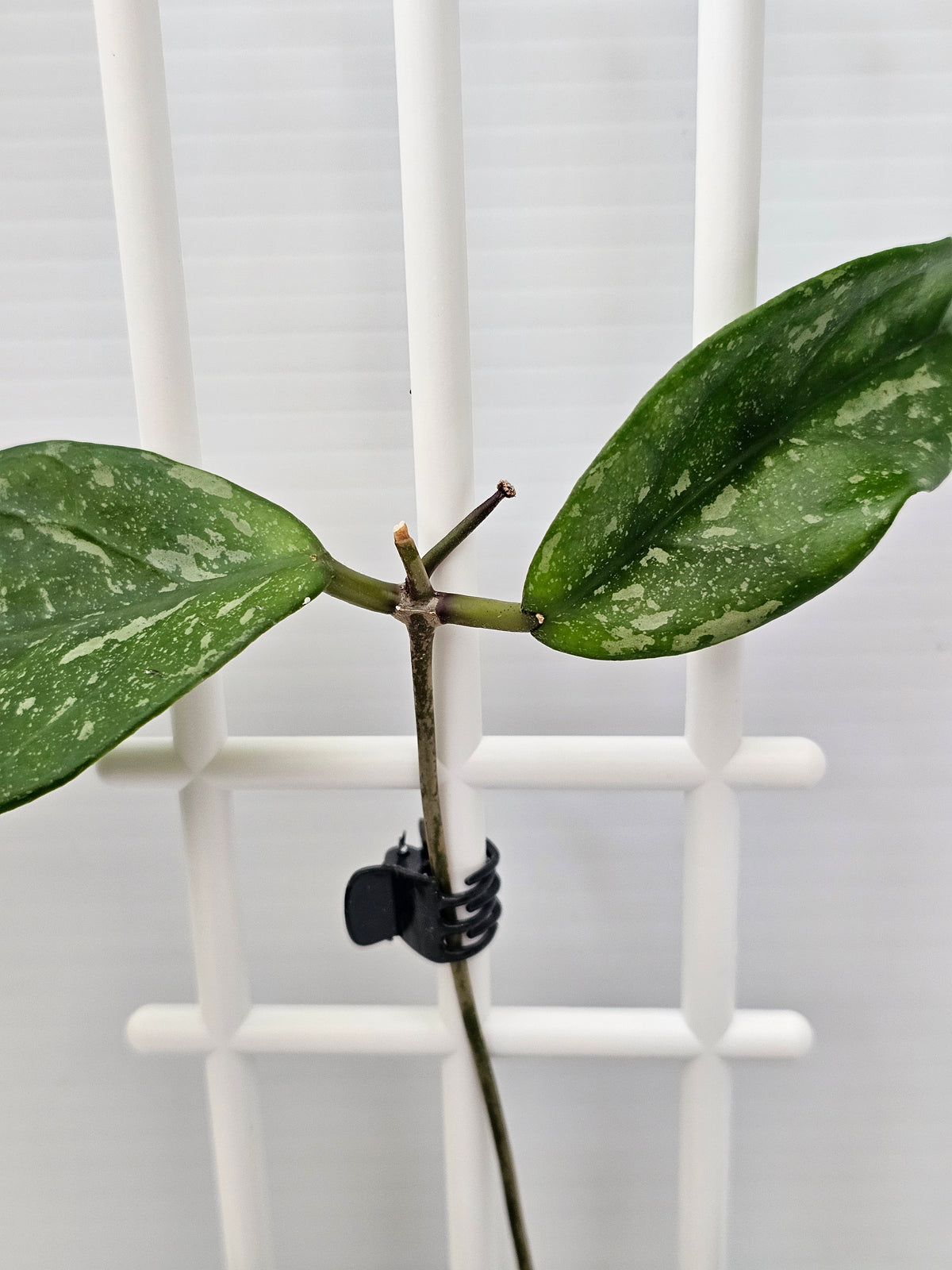 Hoya lai chau 'Splash'
