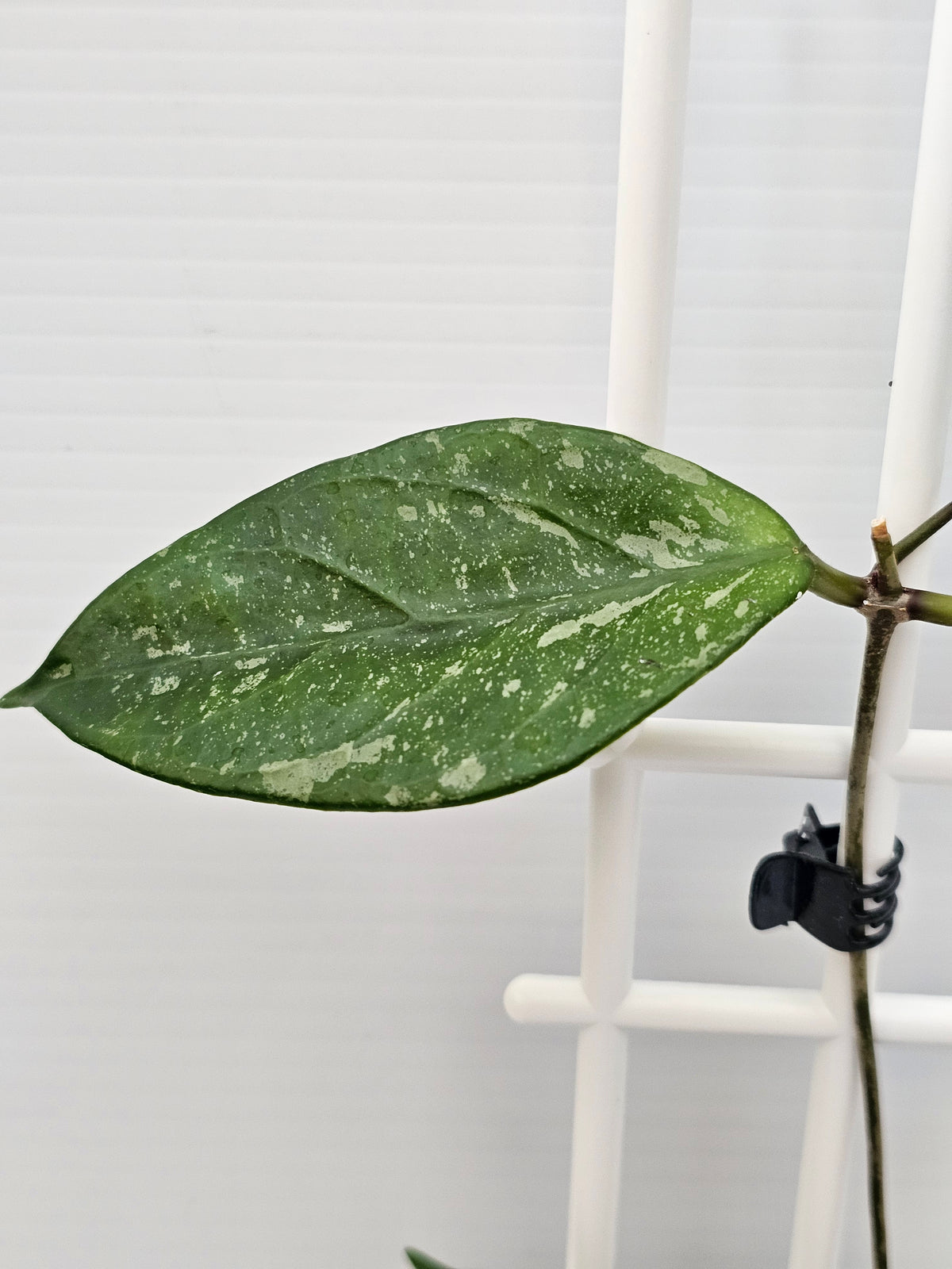 Hoya lai chau 'Splash'