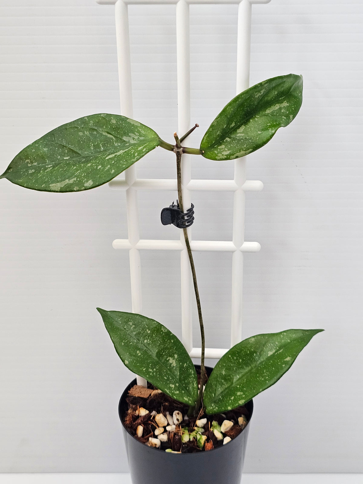 Hoya lai chau 'Splash'