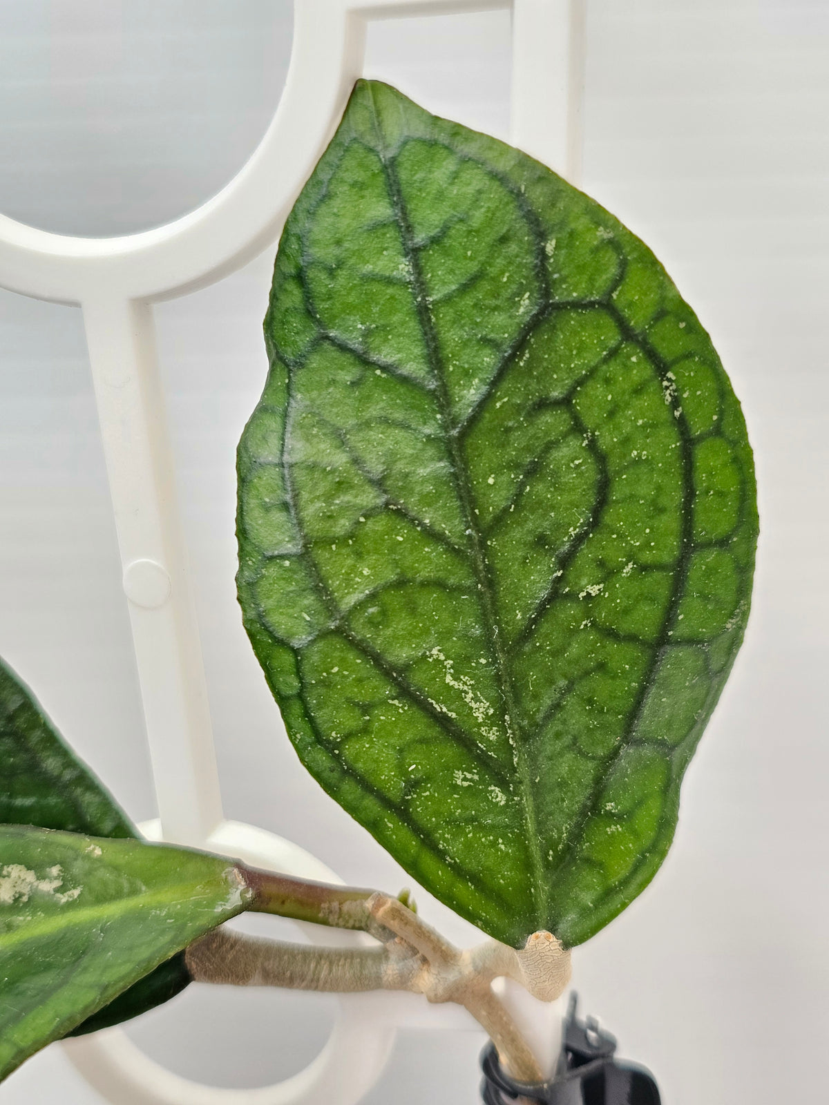 Hoya 'Tequila Sunrise'