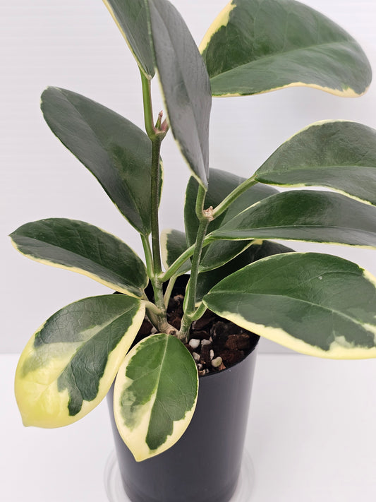Hoya australis 'Blondie' or Outer Variegated #1