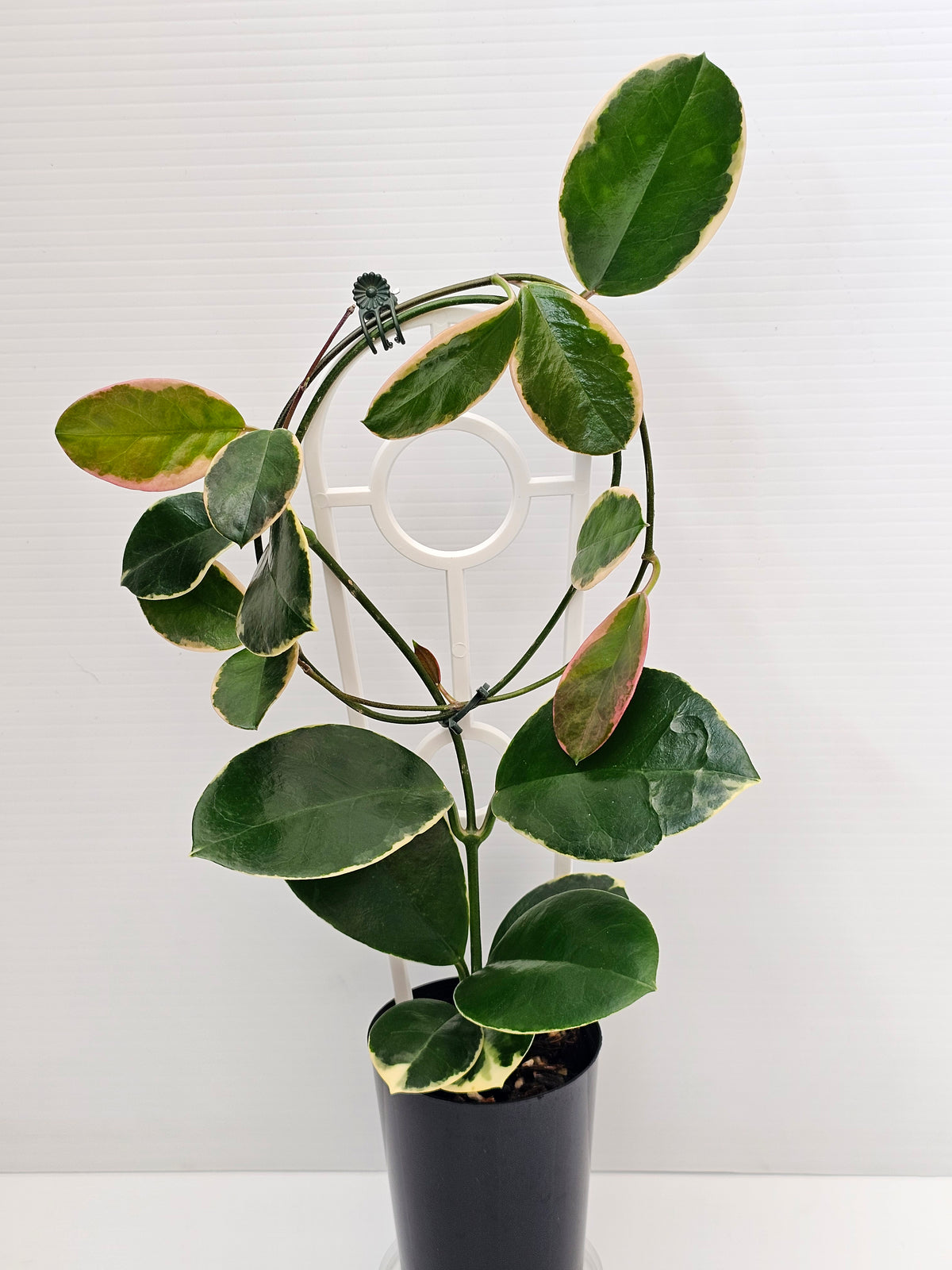 Hoya australis 'Blondie' or Outer Variegated #2