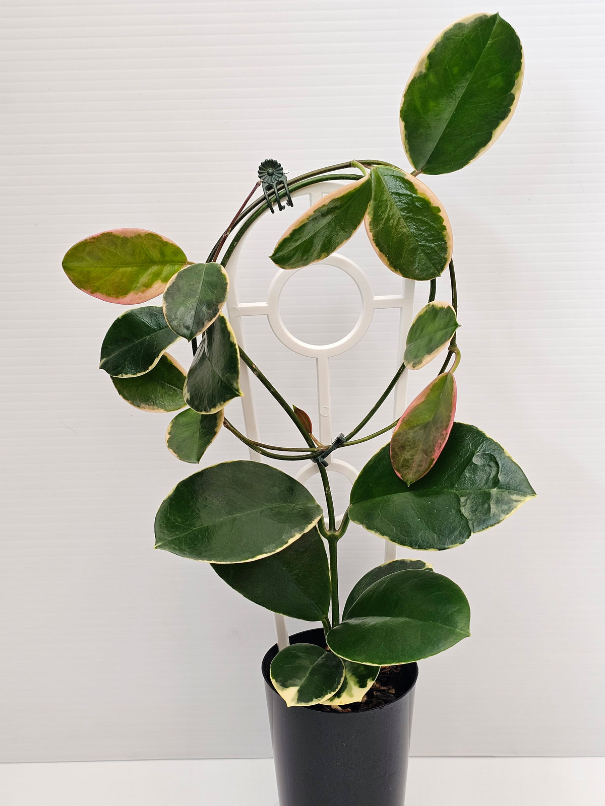Hoya australis 'Blondie' or Outer Variegated #2
