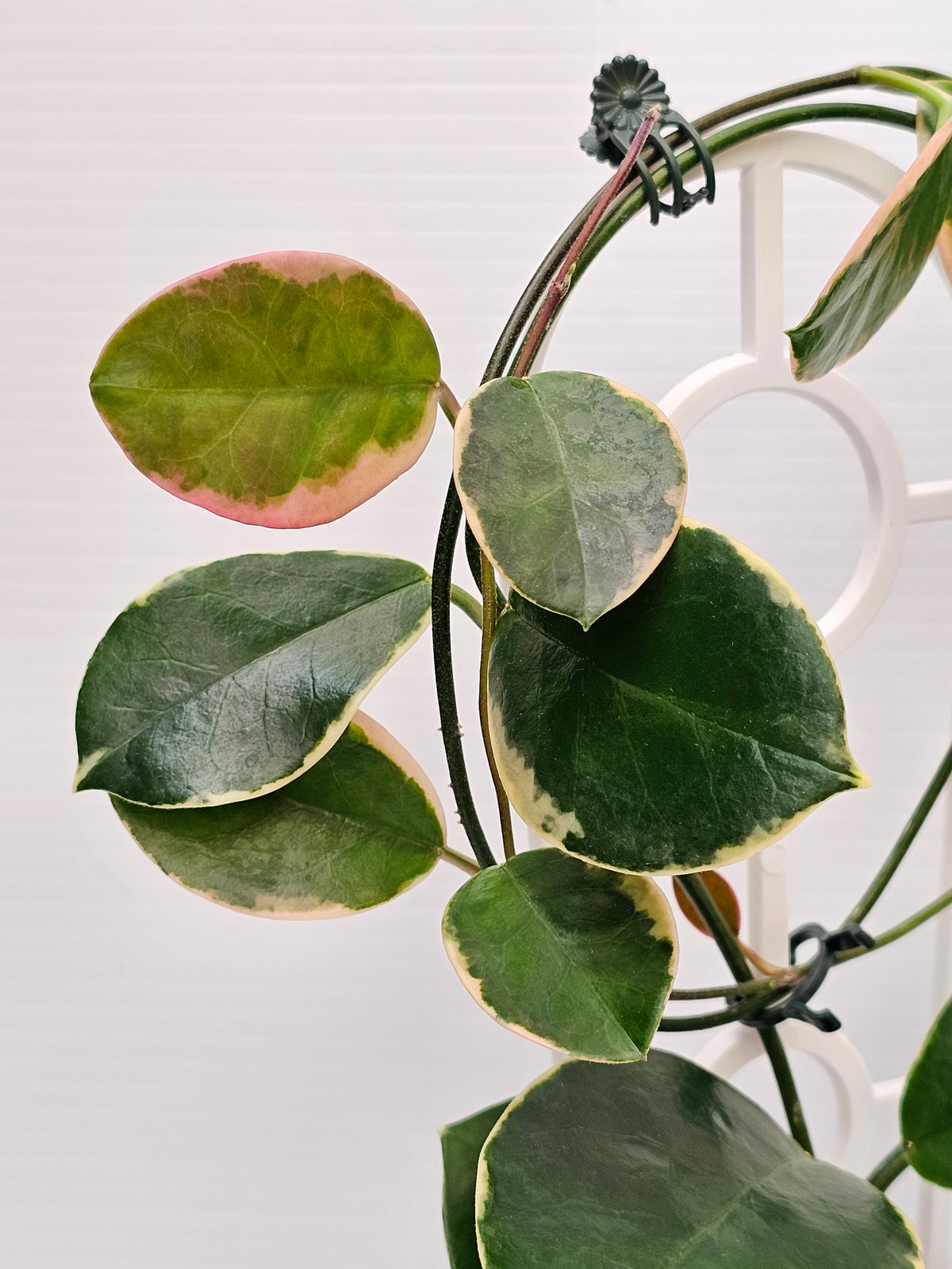 Hoya australis 'Blondie' or Outer Variegated #2