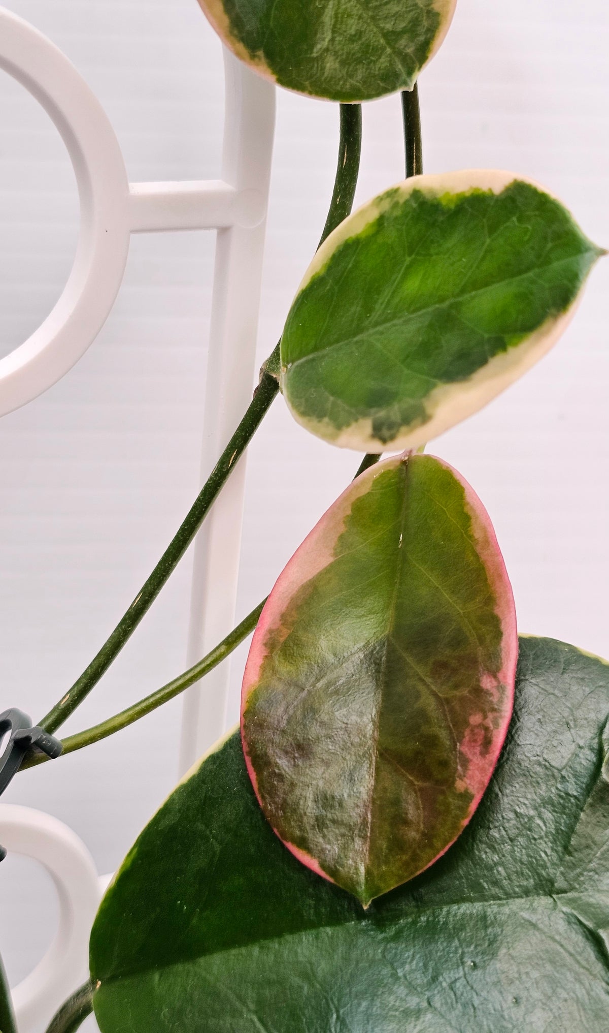 Hoya australis 'Blondie' or Outer Variegated #2