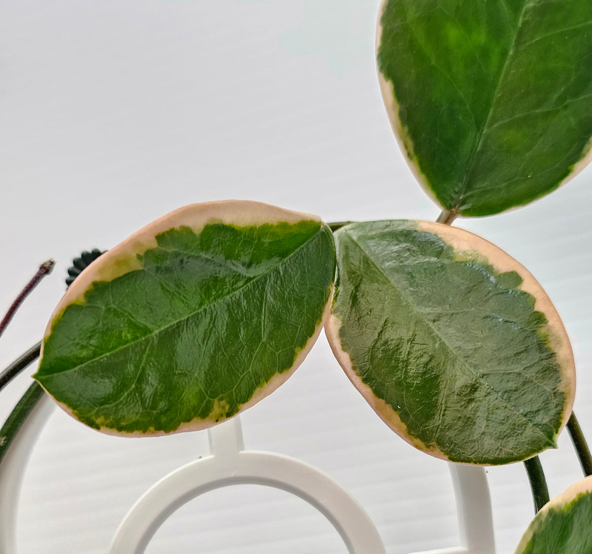 Hoya australis 'Blondie' or Outer Variegated #2