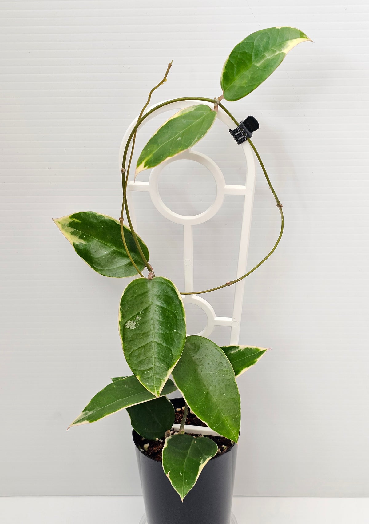 Hoya verticillata  'Panglay'  Albomarginata