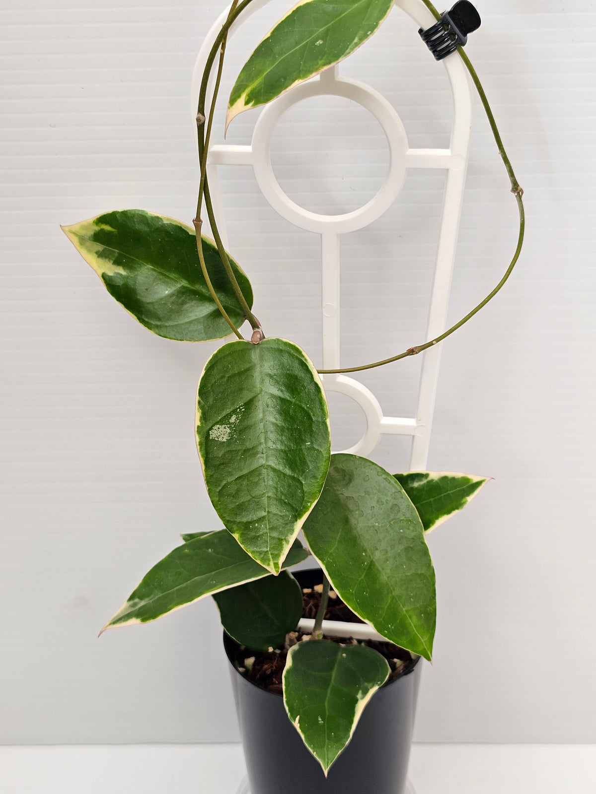Hoya verticillata  'Panglay'  Albomarginata
