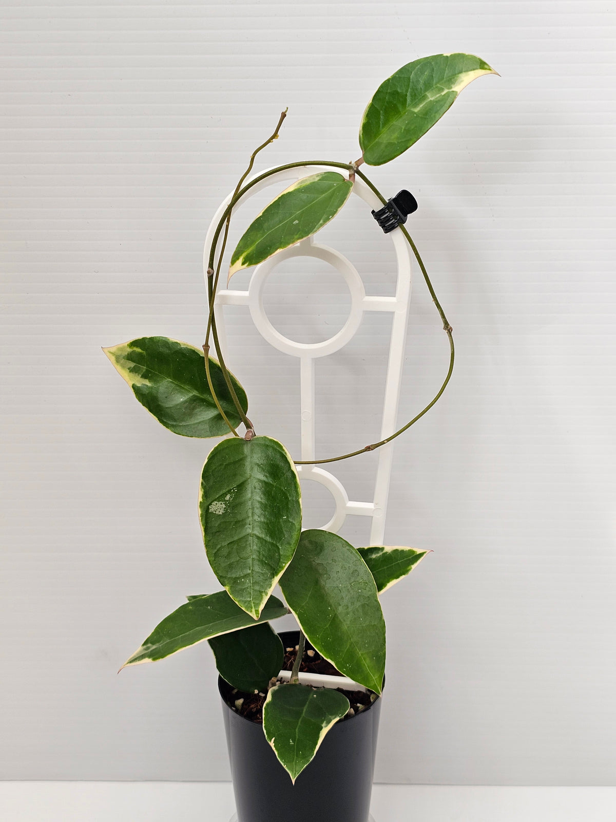 Hoya verticillata  'Panglay'  Albomarginata