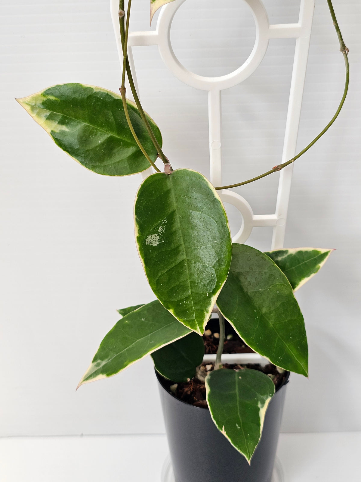 Hoya verticillata  'Panglay'  Albomarginata