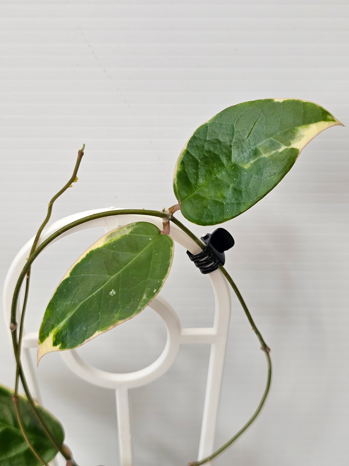 Hoya verticillata  'Panglay'  Albomarginata