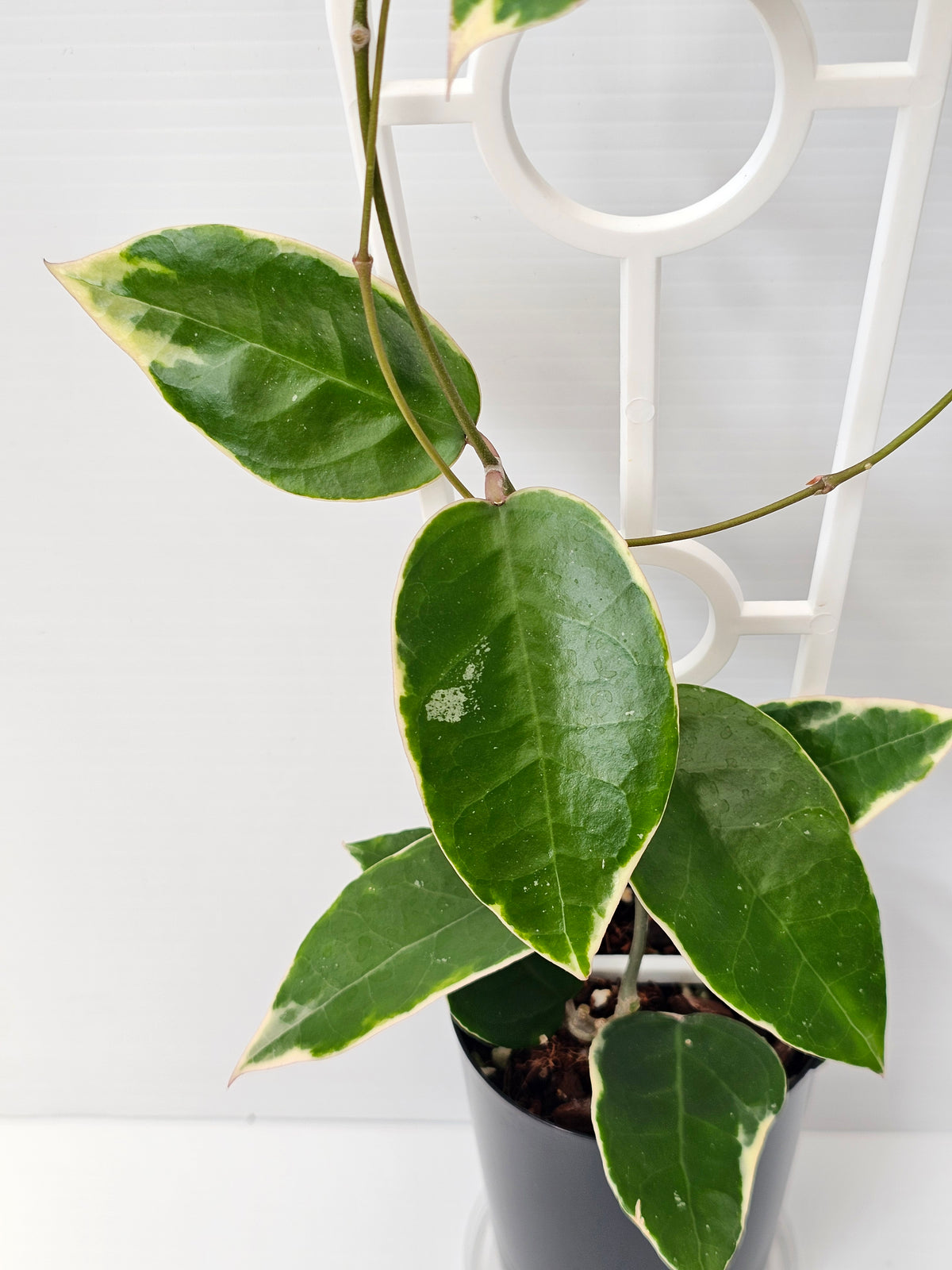 Hoya verticillata  'Panglay'  Albomarginata