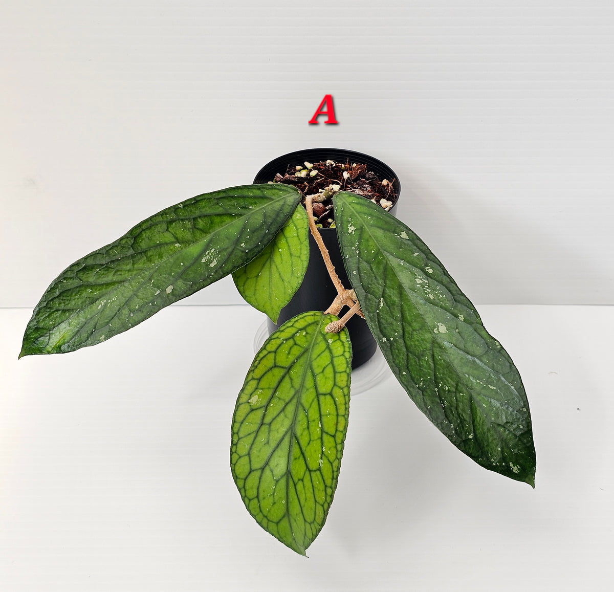Hoya Sp. Tanggamus