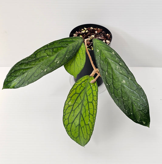 Hoya Sp. Tanggamus