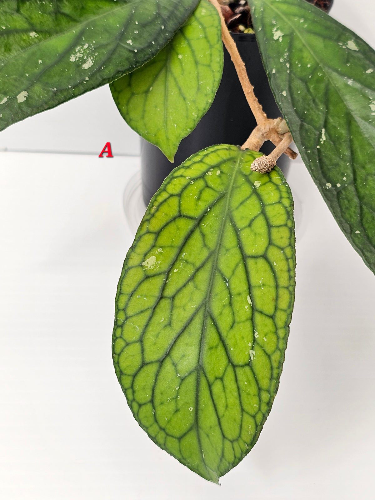 Hoya Sp. Tanggamus