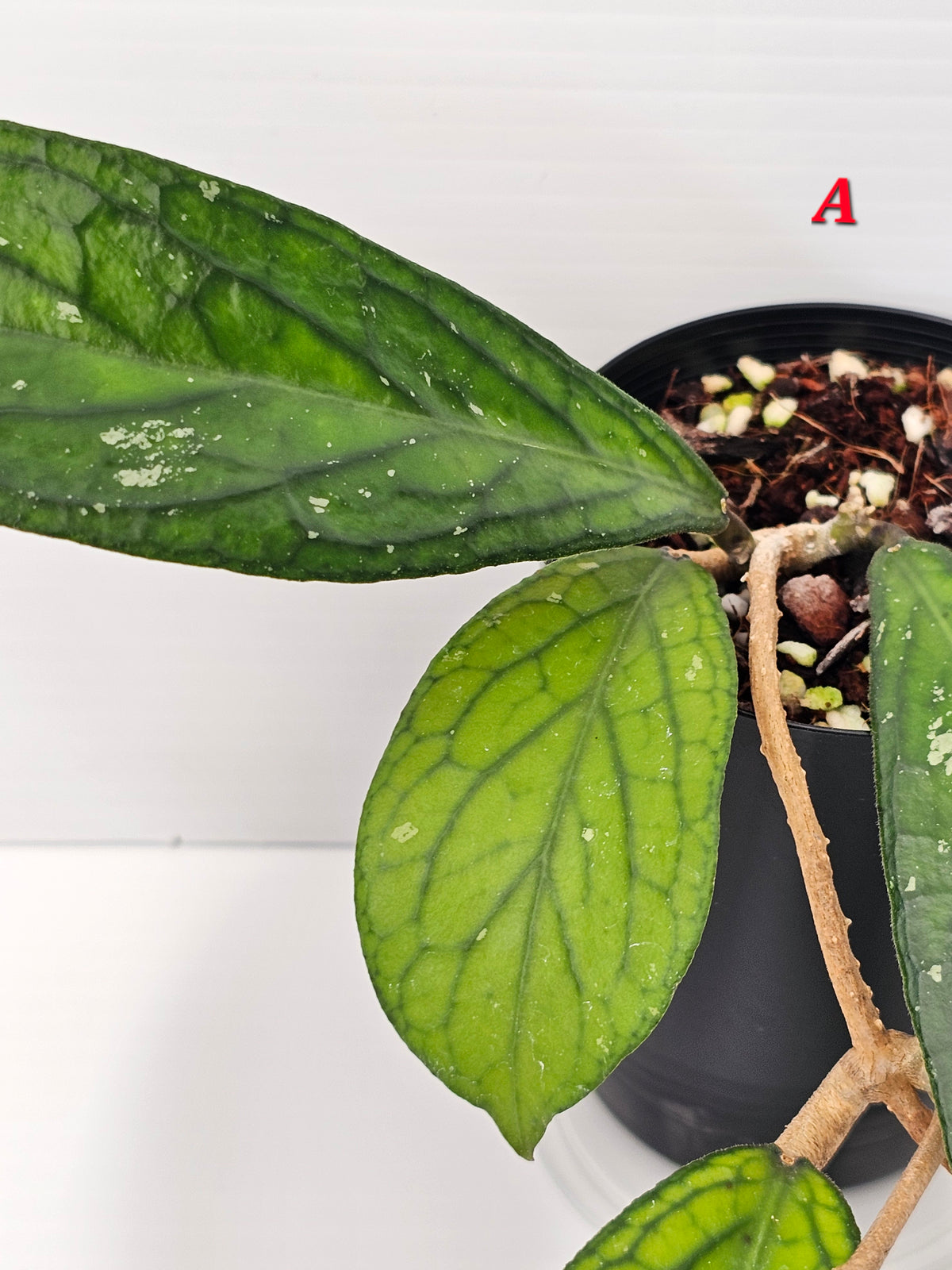 Hoya Sp. Tanggamus