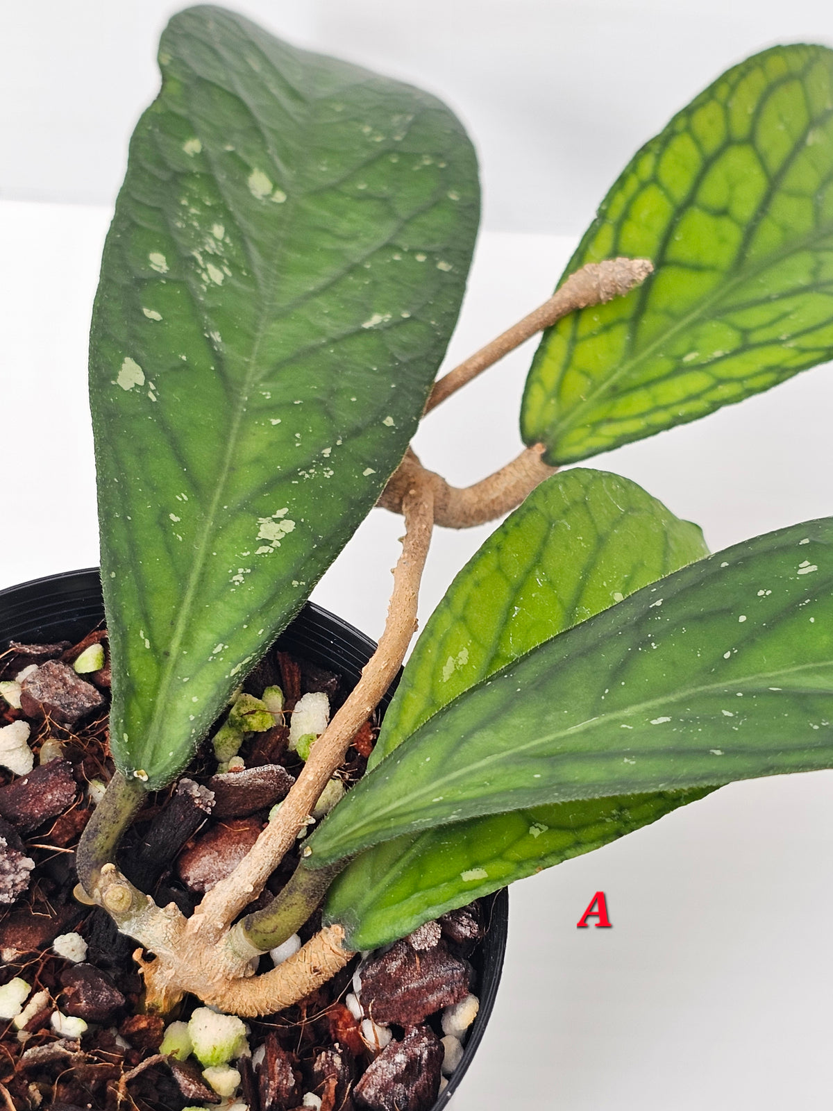 Hoya Sp. Tanggamus