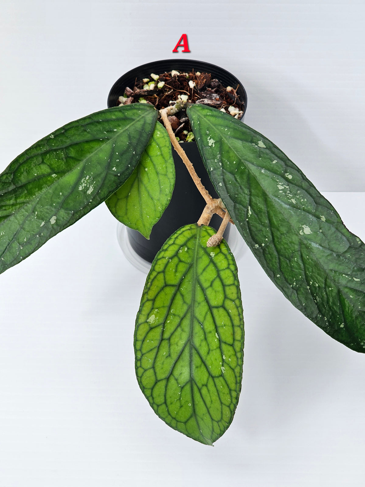 Hoya Sp. Tanggamus