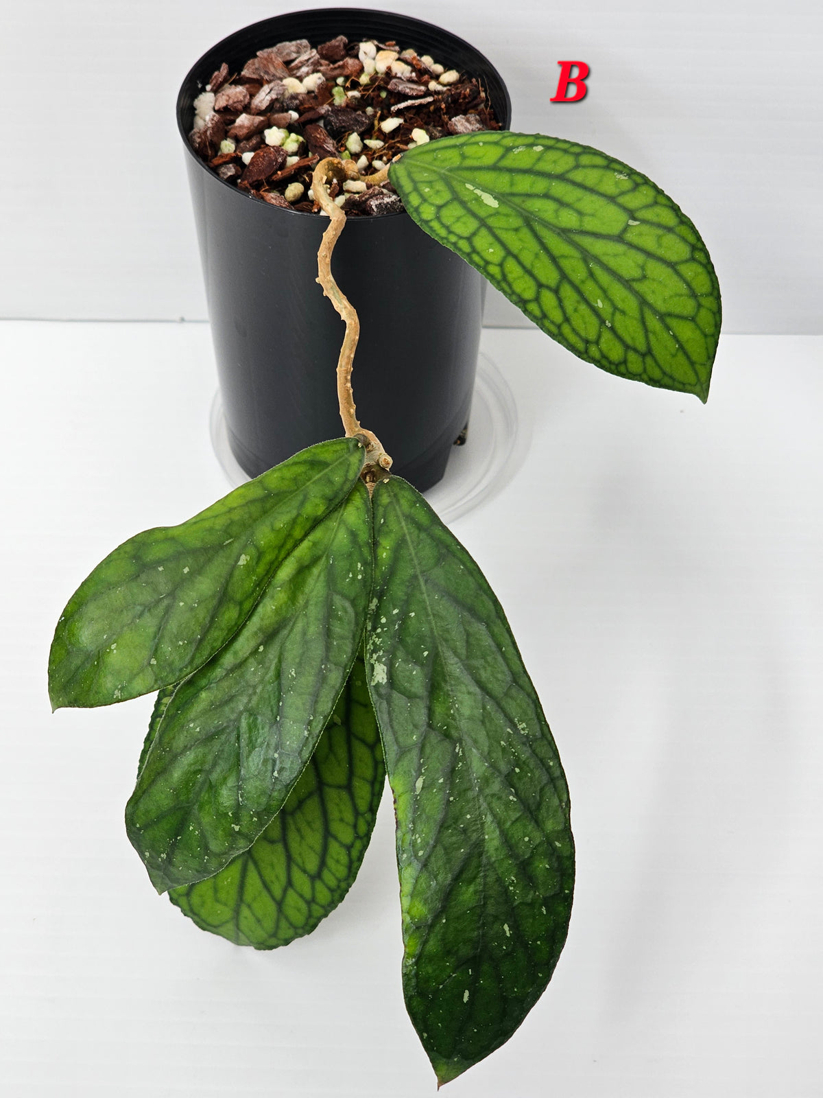 Hoya Sp. Tanggamus