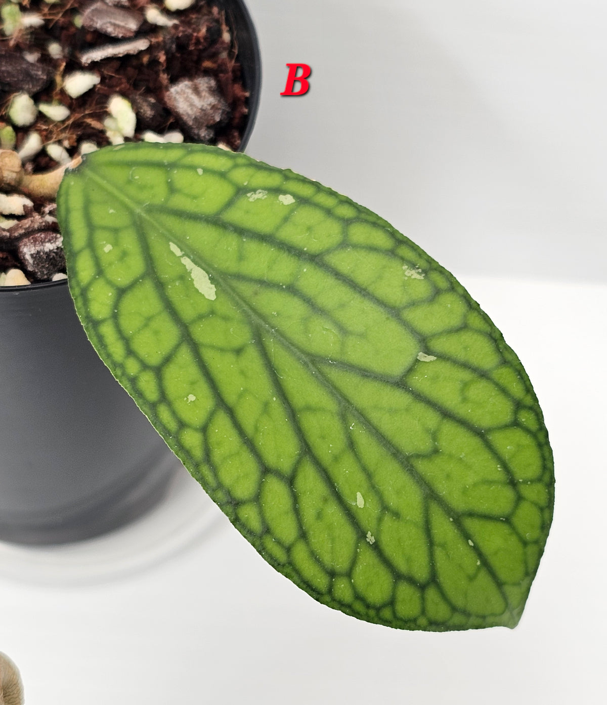 Hoya Sp. Tanggamus