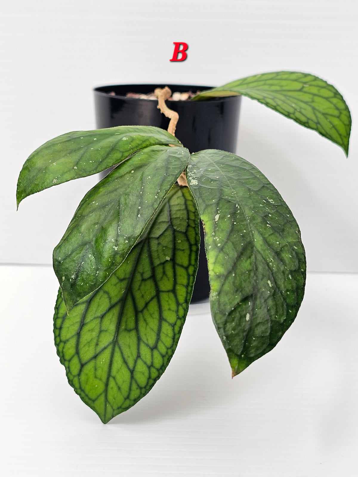 Hoya Sp. Tanggamus