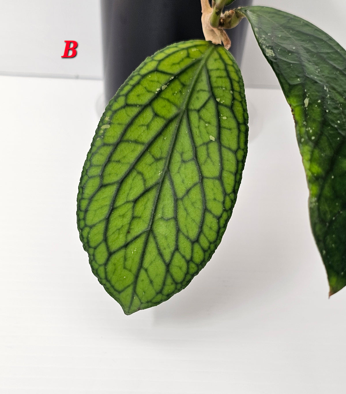 Hoya Sp. Tanggamus