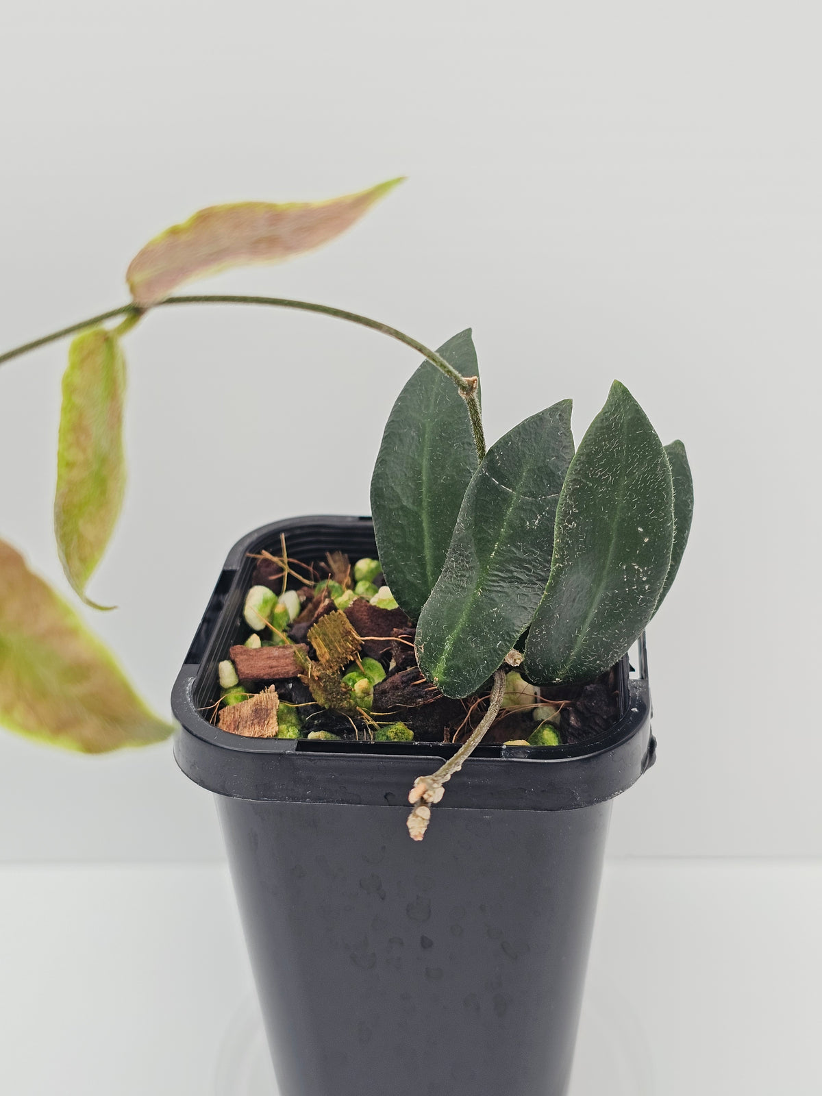 Hoya patella (Pink Flower)