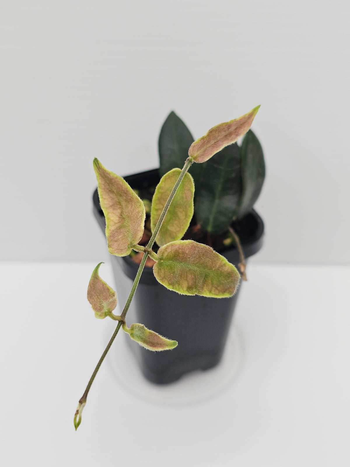 Hoya patella (Pink Flower)