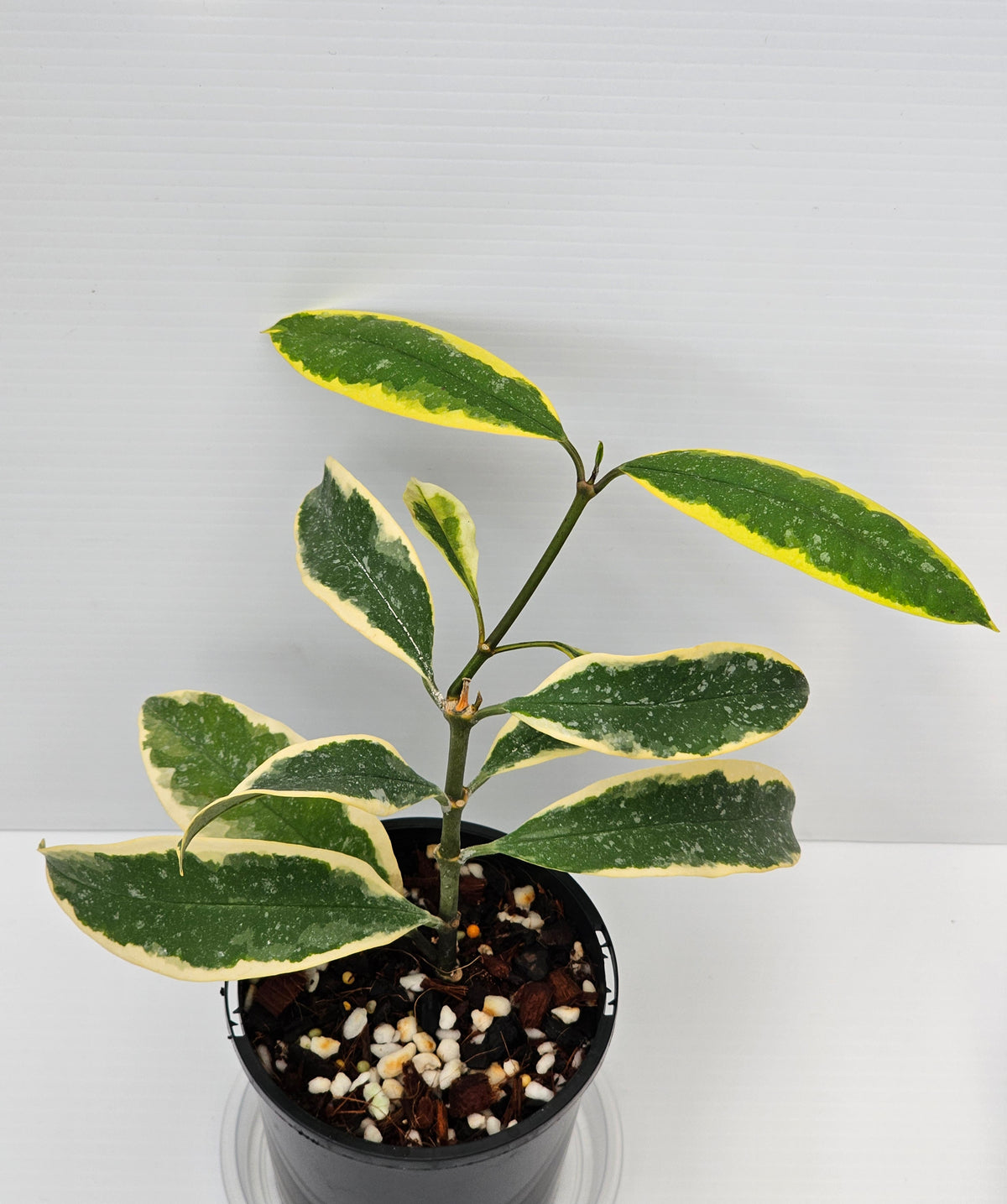 Hoya multiflora 'Albomarginata'