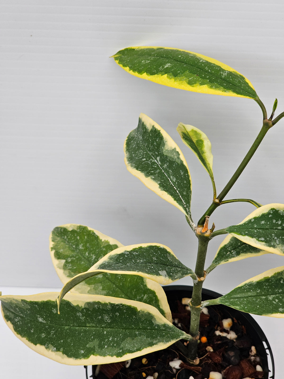Hoya multiflora 'Albomarginata'