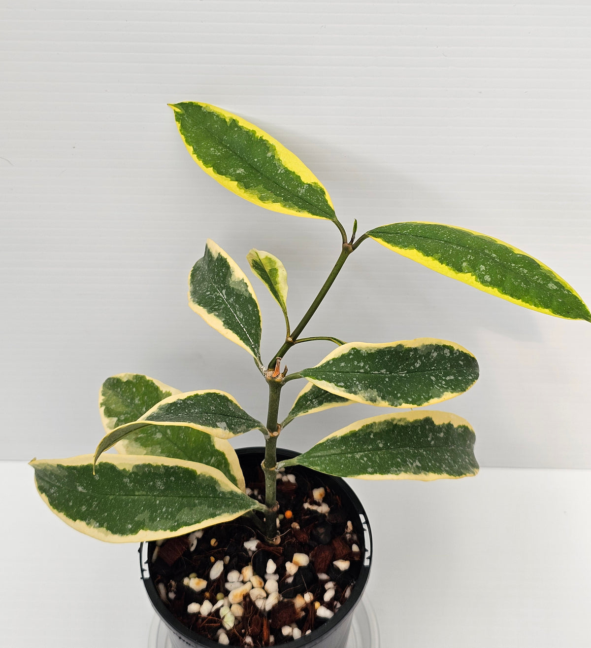 Hoya multiflora 'Albomarginata'