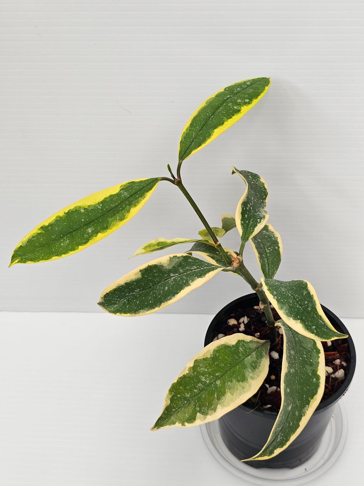 Hoya multiflora 'Albomarginata'