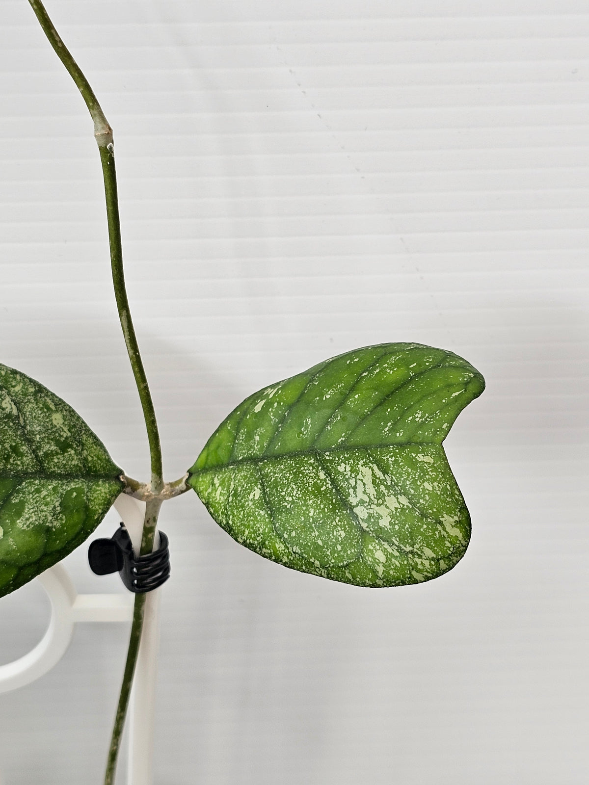 Hoya deykeae  'Splash' #1