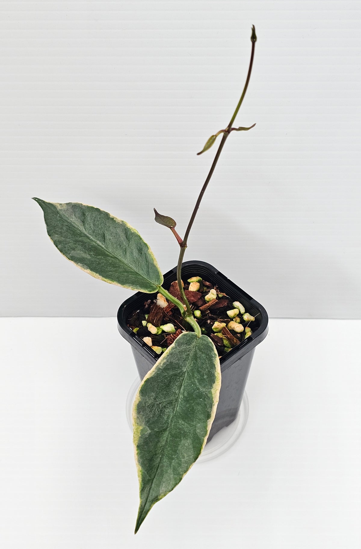 Hoya archboldiana Variegated