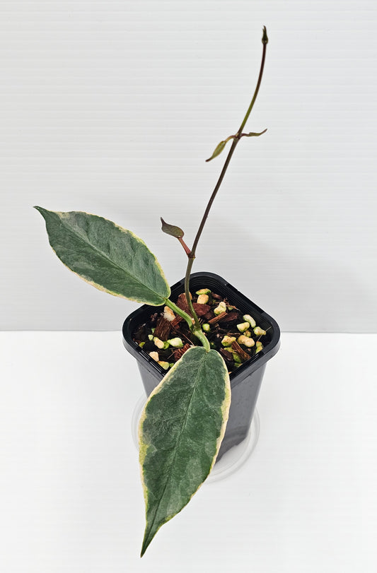 Hoya archboldiana Variegated